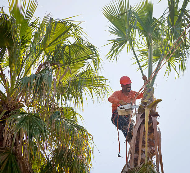  Windber, PA Tree Service Pros